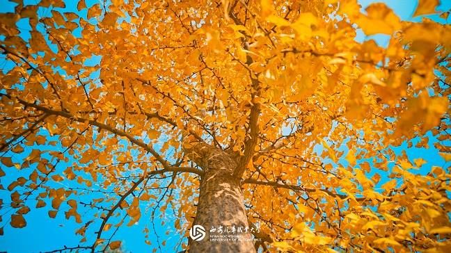 新宝2登录线路检测中心